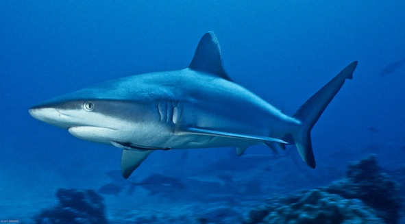 Des liens sociaux complexes existent entre requins d’une même communauté