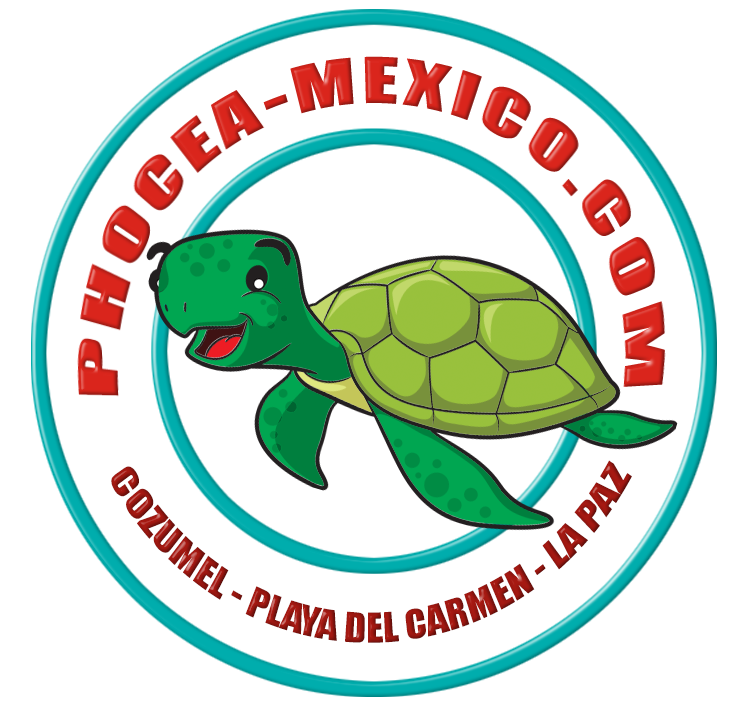 Phocea Mexico La Paz
