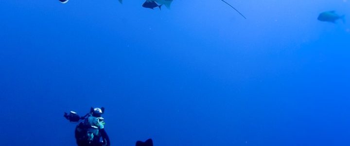 Underwater Photographer of the Year 2018 : bravo Sylvie !