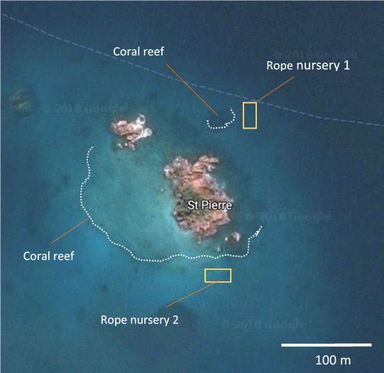 Restauration du corail : Octopus Divers va plus loin…