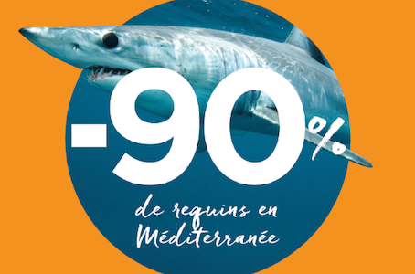Fair Friday : merci d’avoir voté pour les requins de Méditerranée !