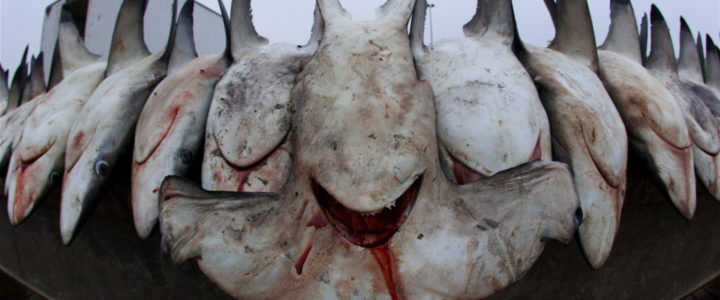 Le business des espèces marines menacées, épisode 5 : Les requins marteaux